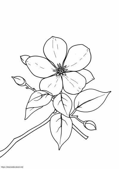 Floare de cireș