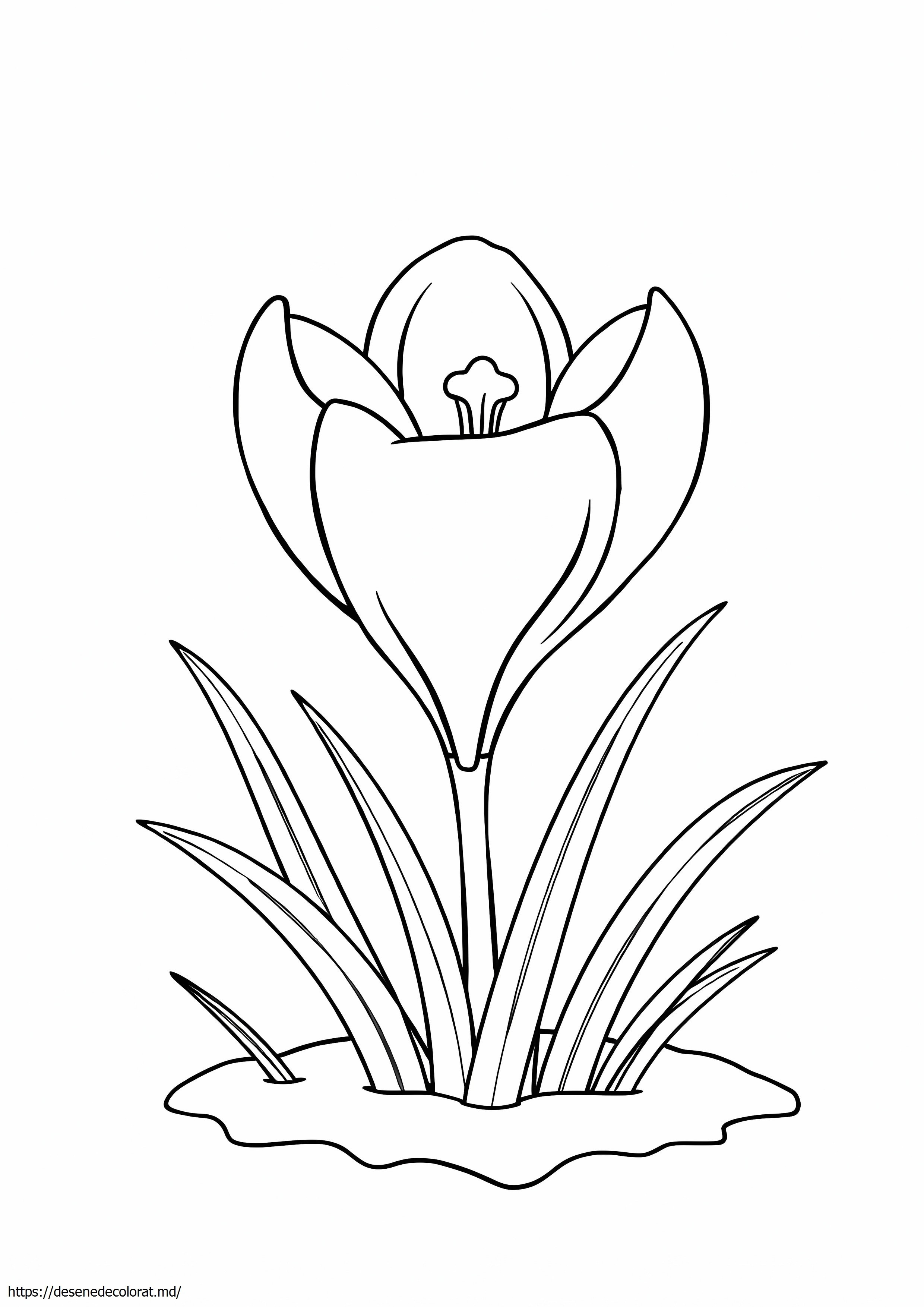 Floare de crocus