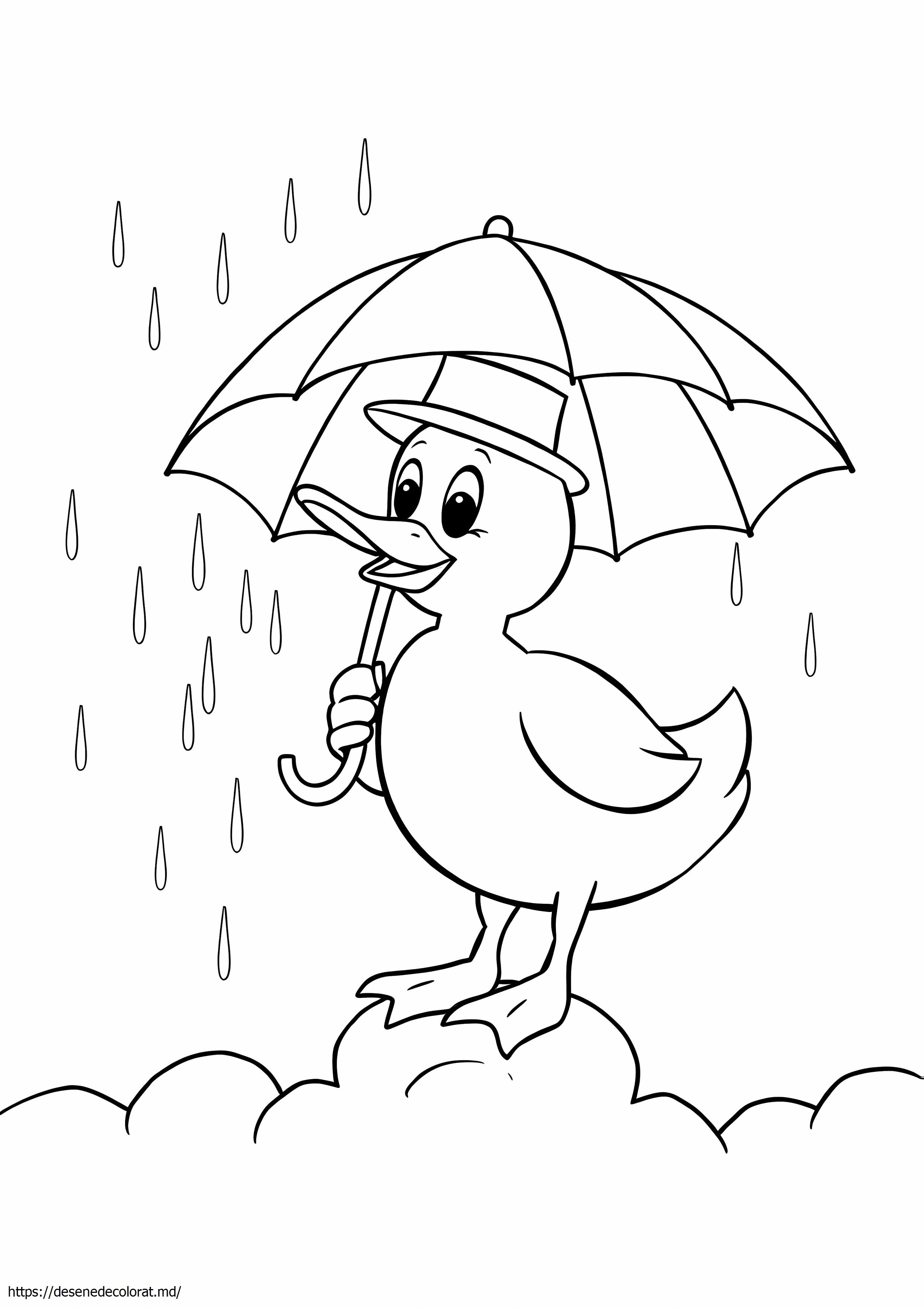 Rață cu umbrelă