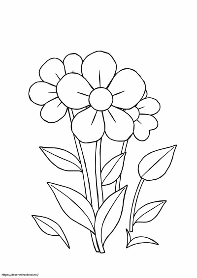 Flori