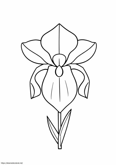 Floare de iris