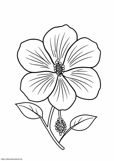 Floare de hibiscus