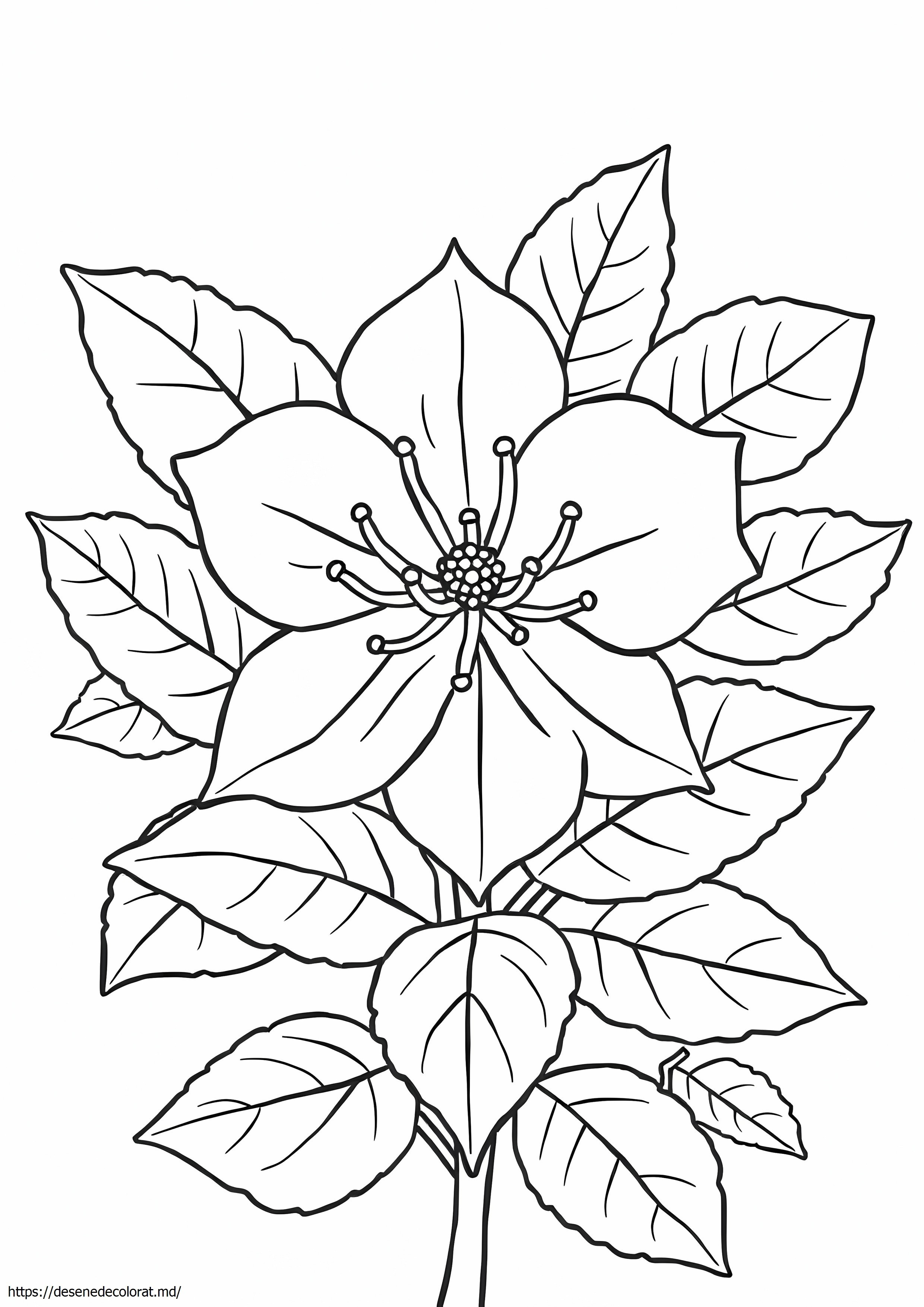 Laur de munte