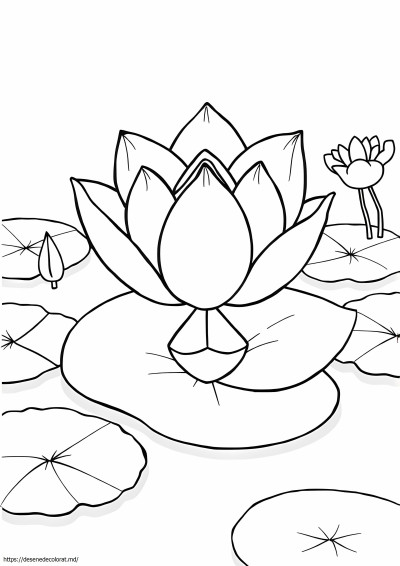 Floare de lotus nufăr
