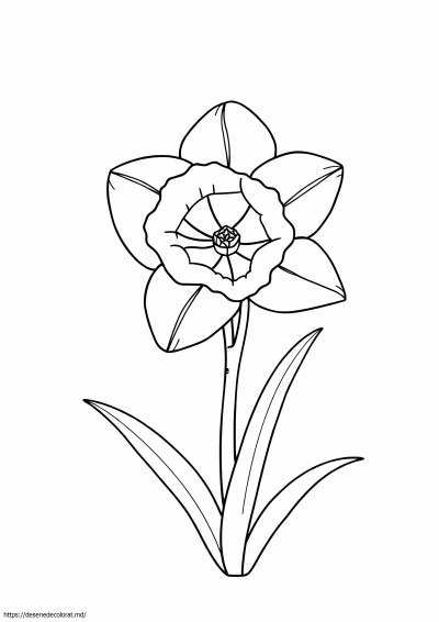Floare de narcisă