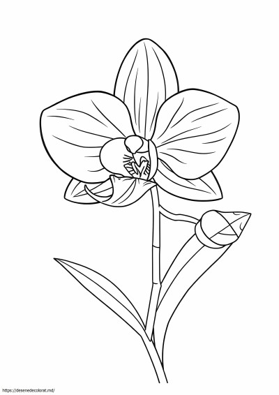 Floare de orhidee