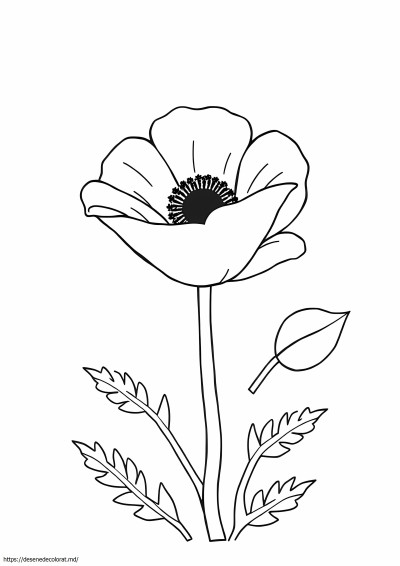 Floare de mac