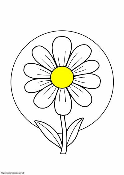 Margaretă simplă