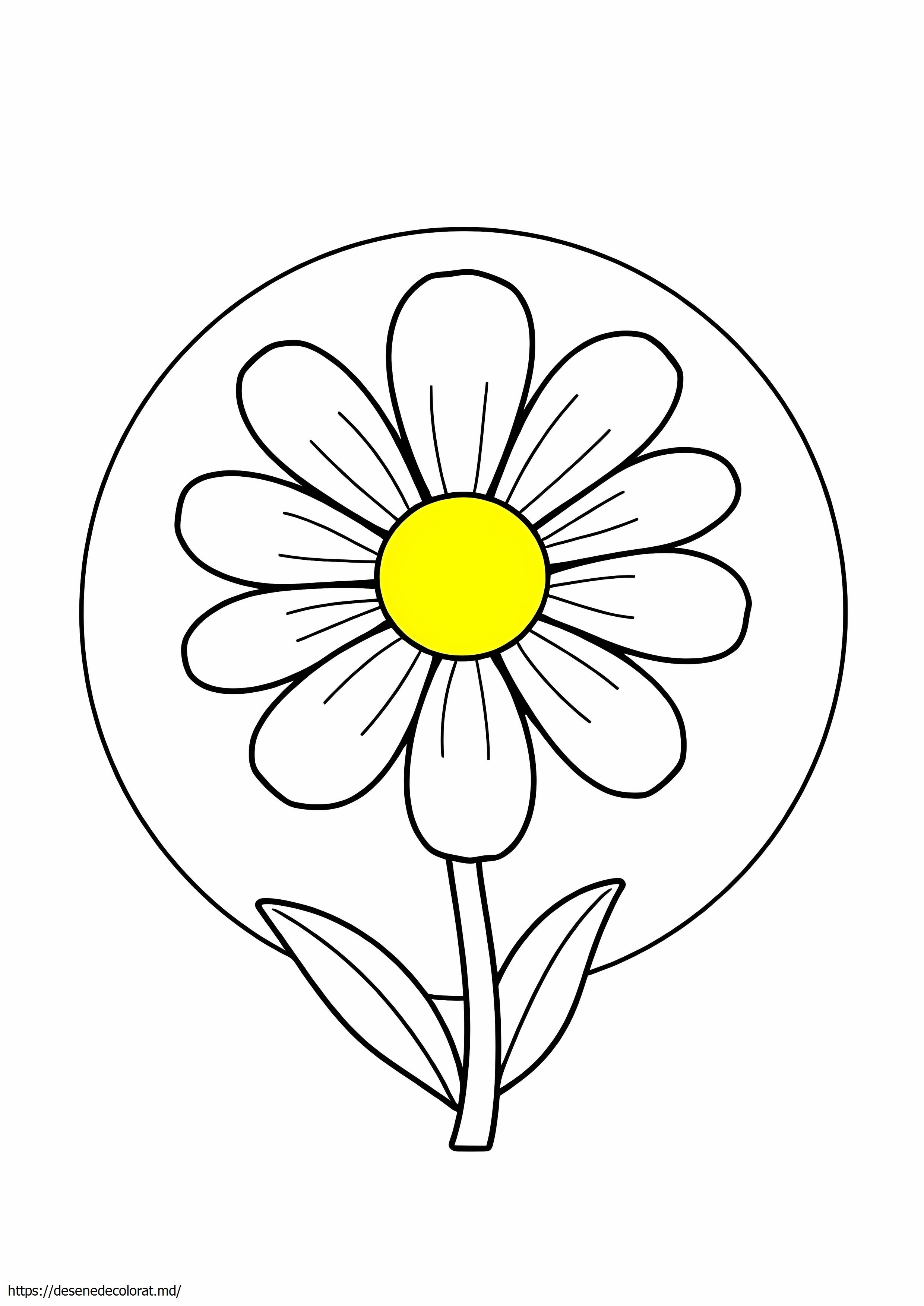 Margaretă simplă