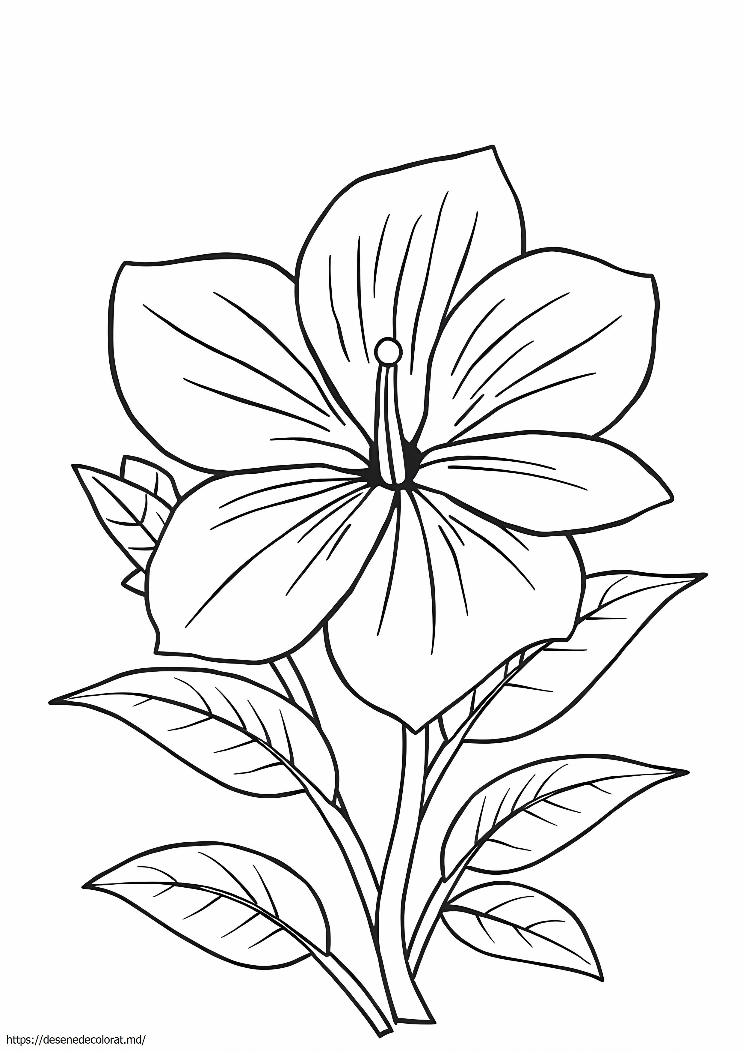 Flori tropicale