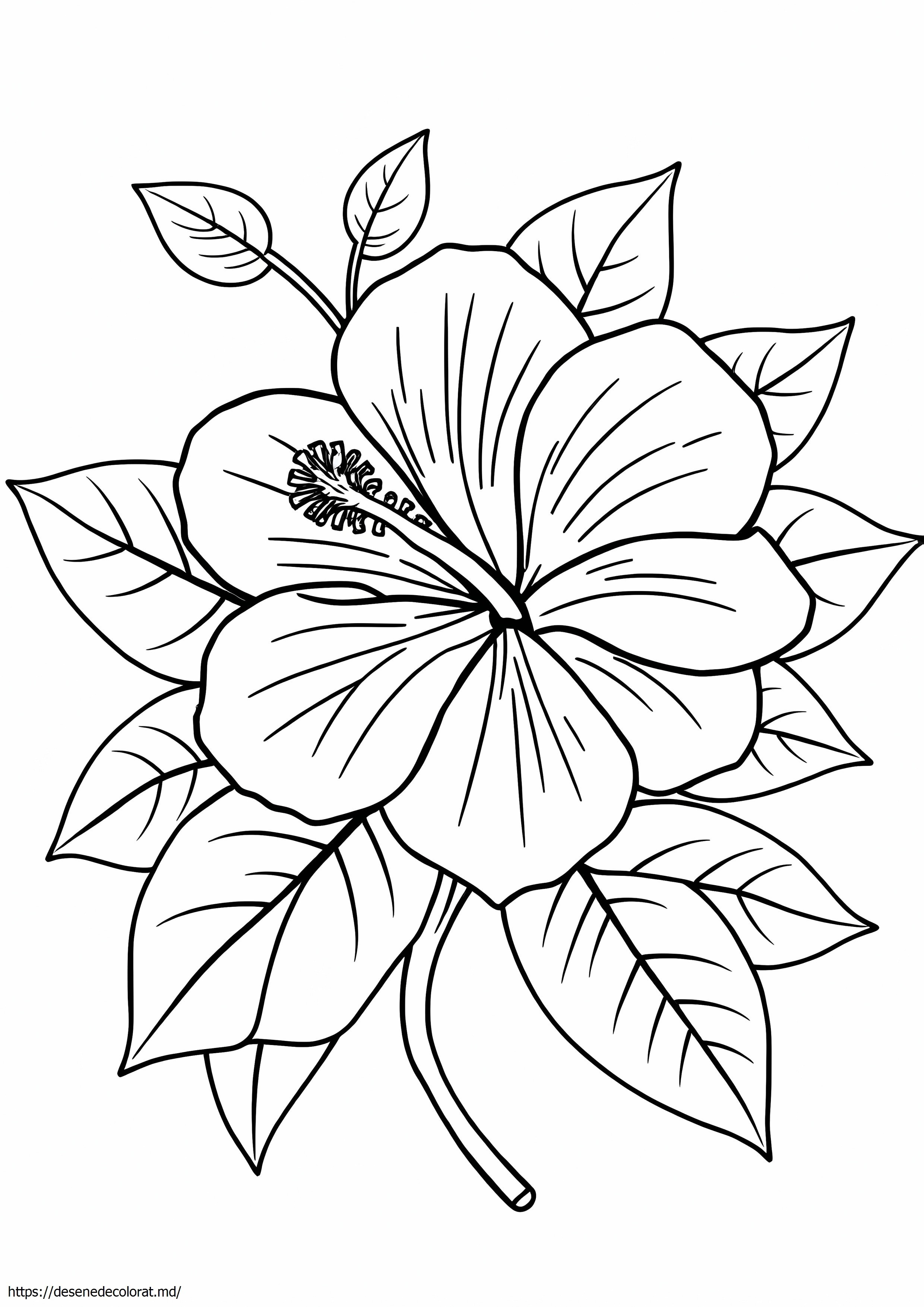 Flori tropicale hibiscus