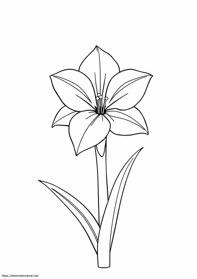 Amaryllis