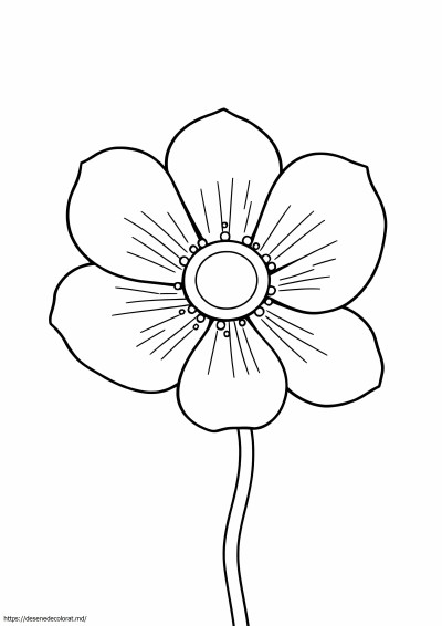 Anemonă