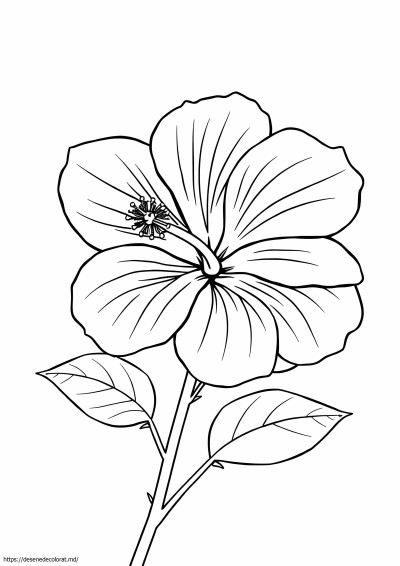 Abiscus