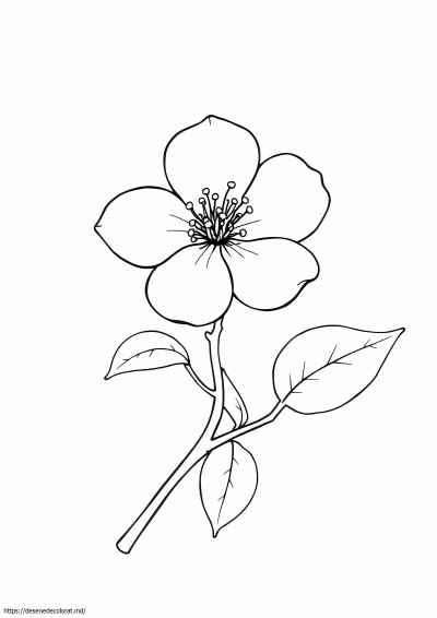 Floare de cais