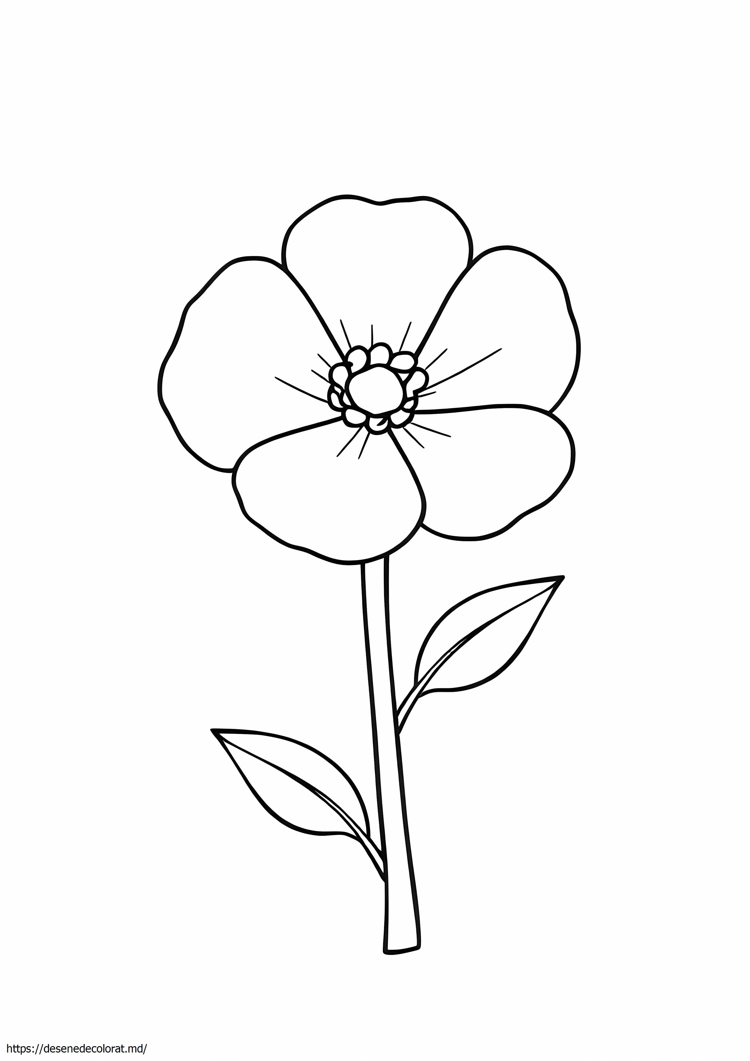 Ranuncul