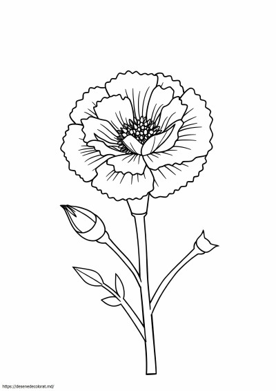 Garoafa