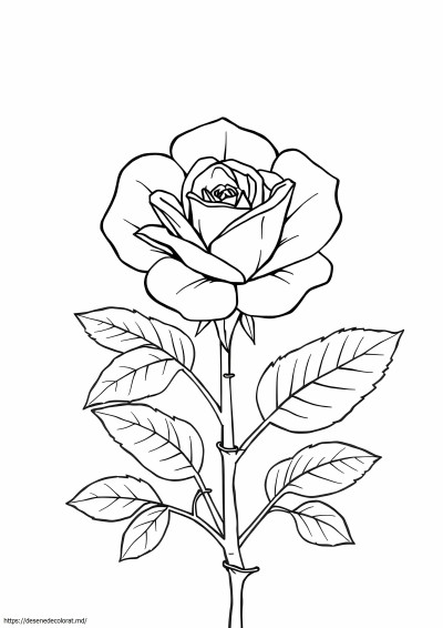 Trandafir carissa