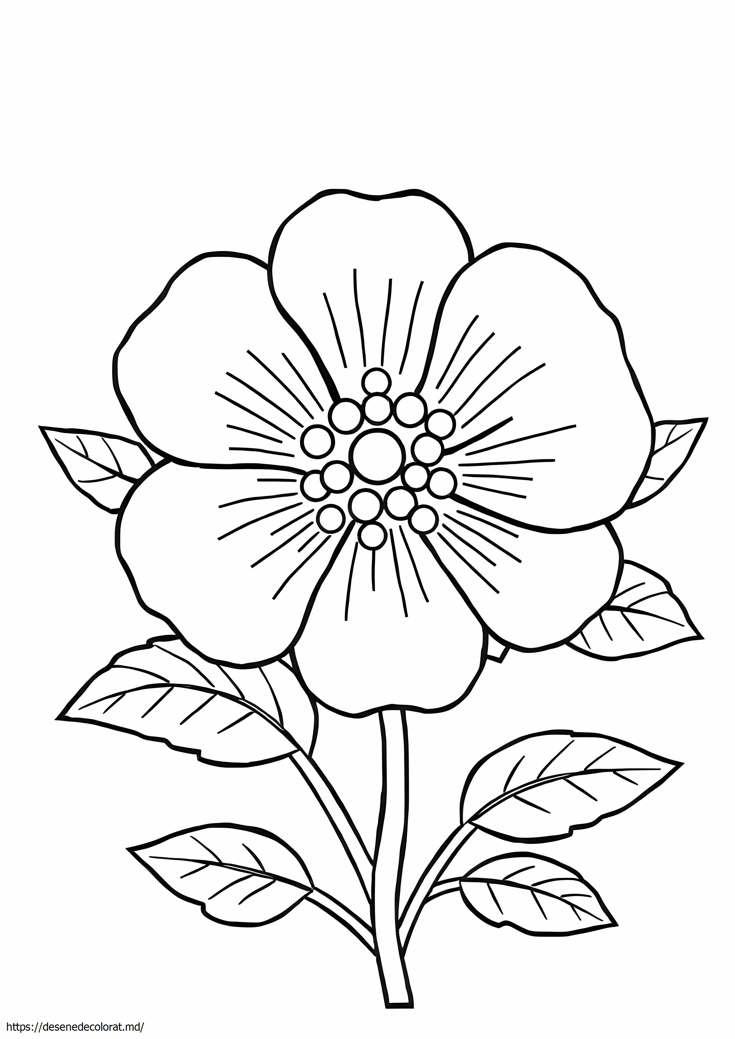 Trandafir cherokee