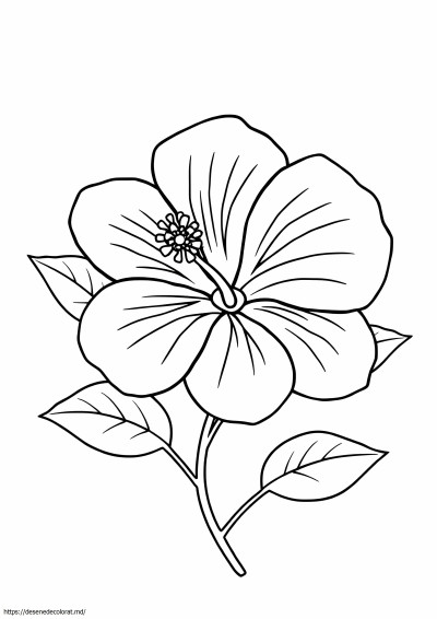Hibiscus