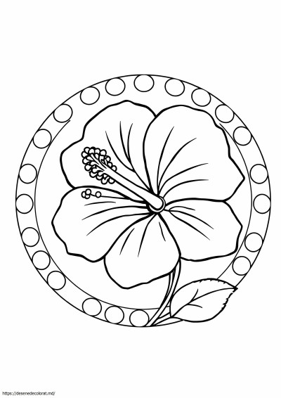 Hibiscus ușor