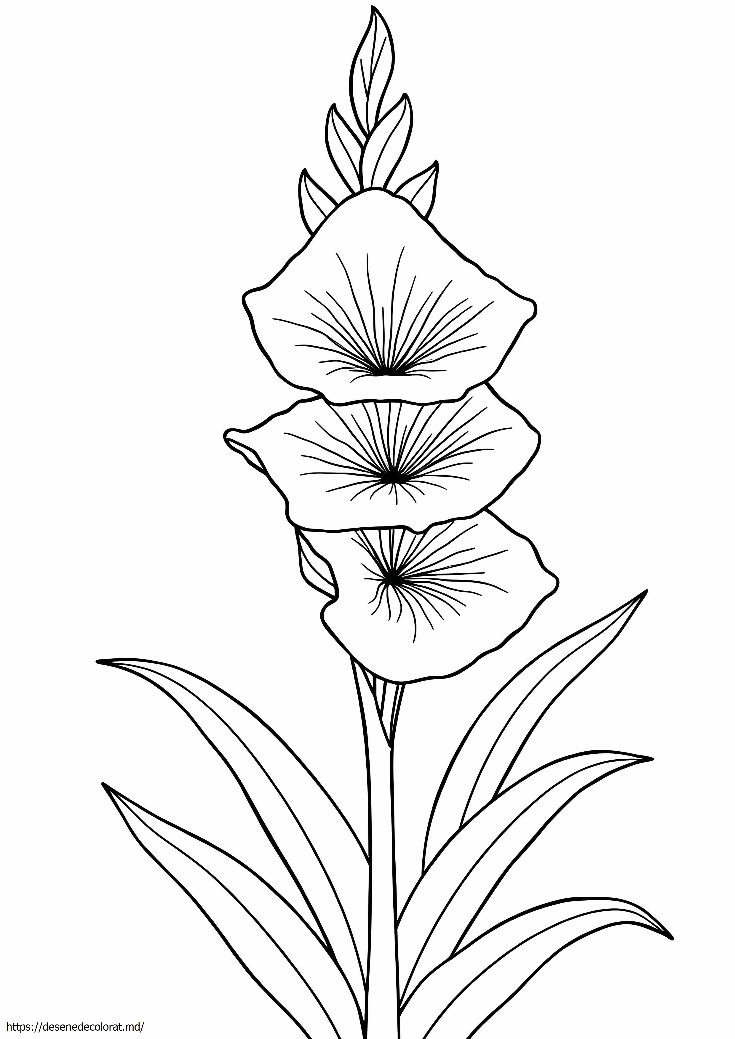 Gladiole