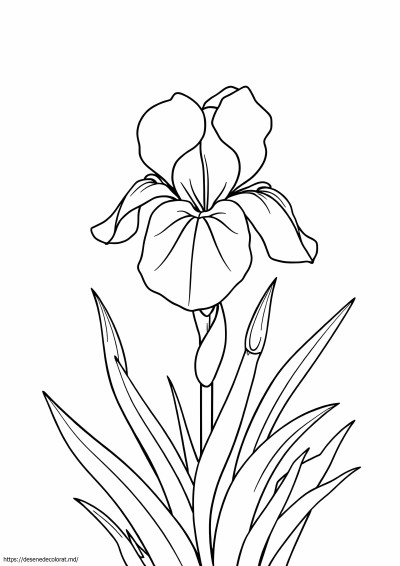 Iris
