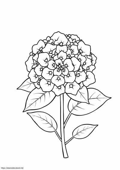Hortensie