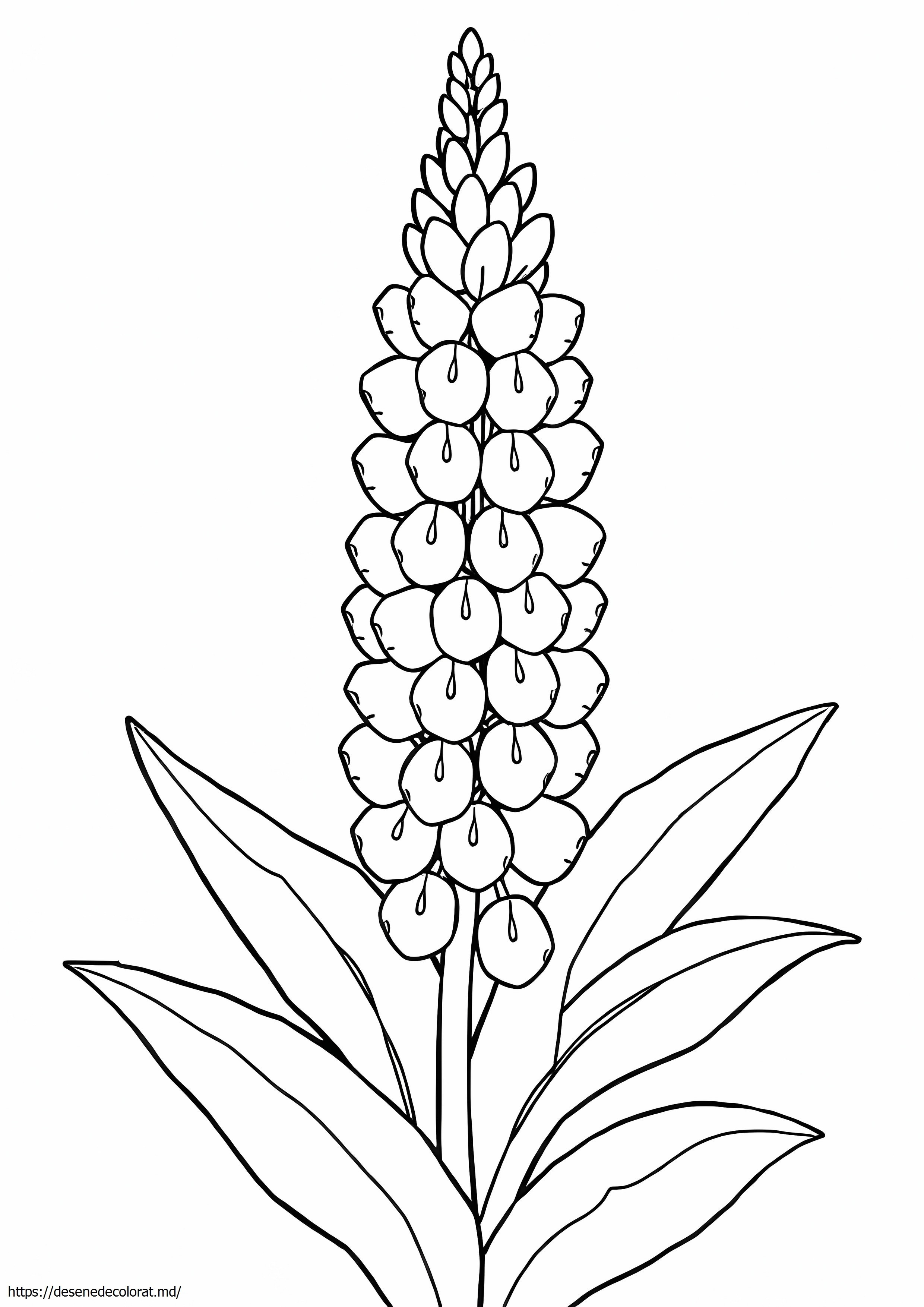 Lupin