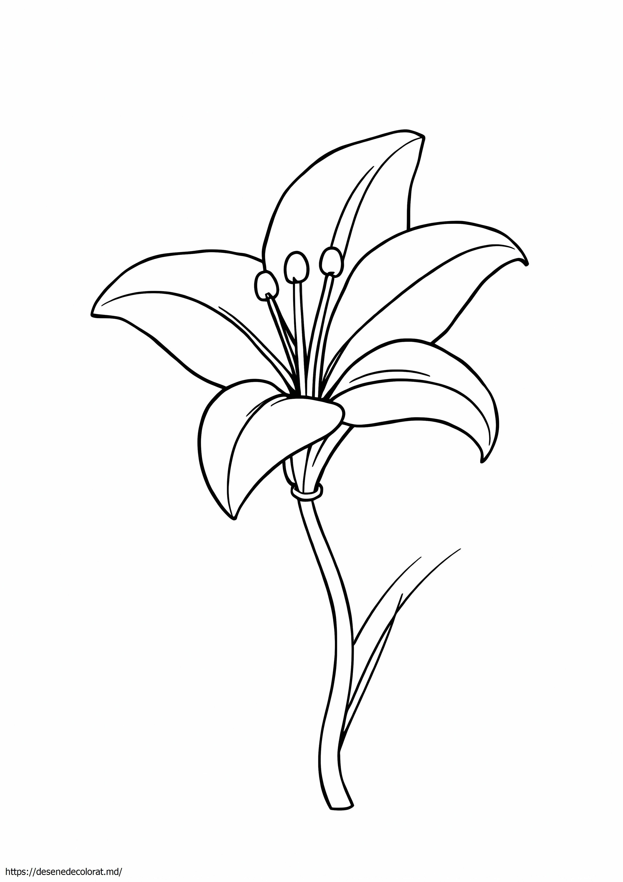 Lilly