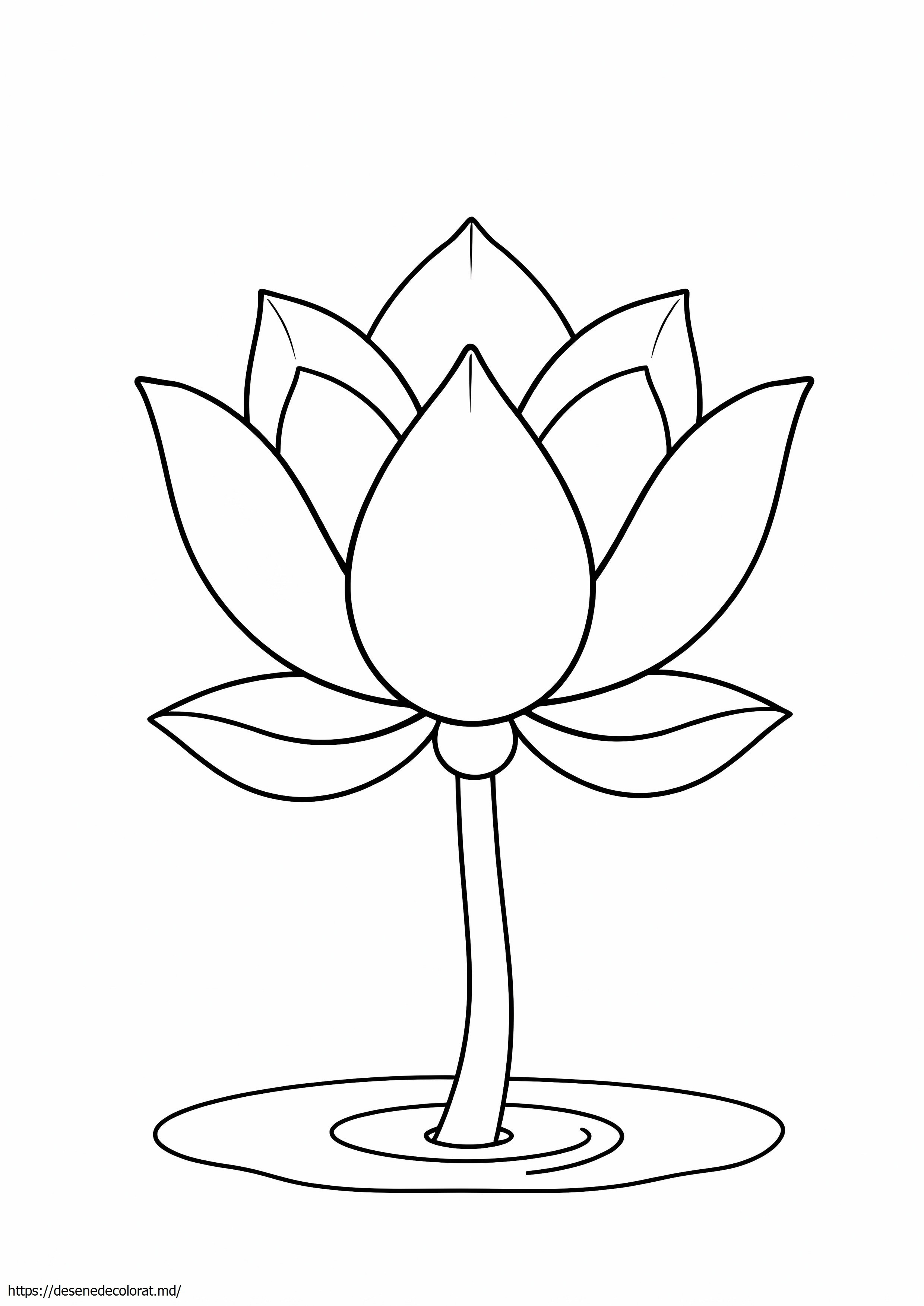 Lotus