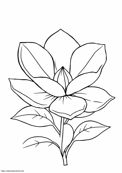 Magnolie