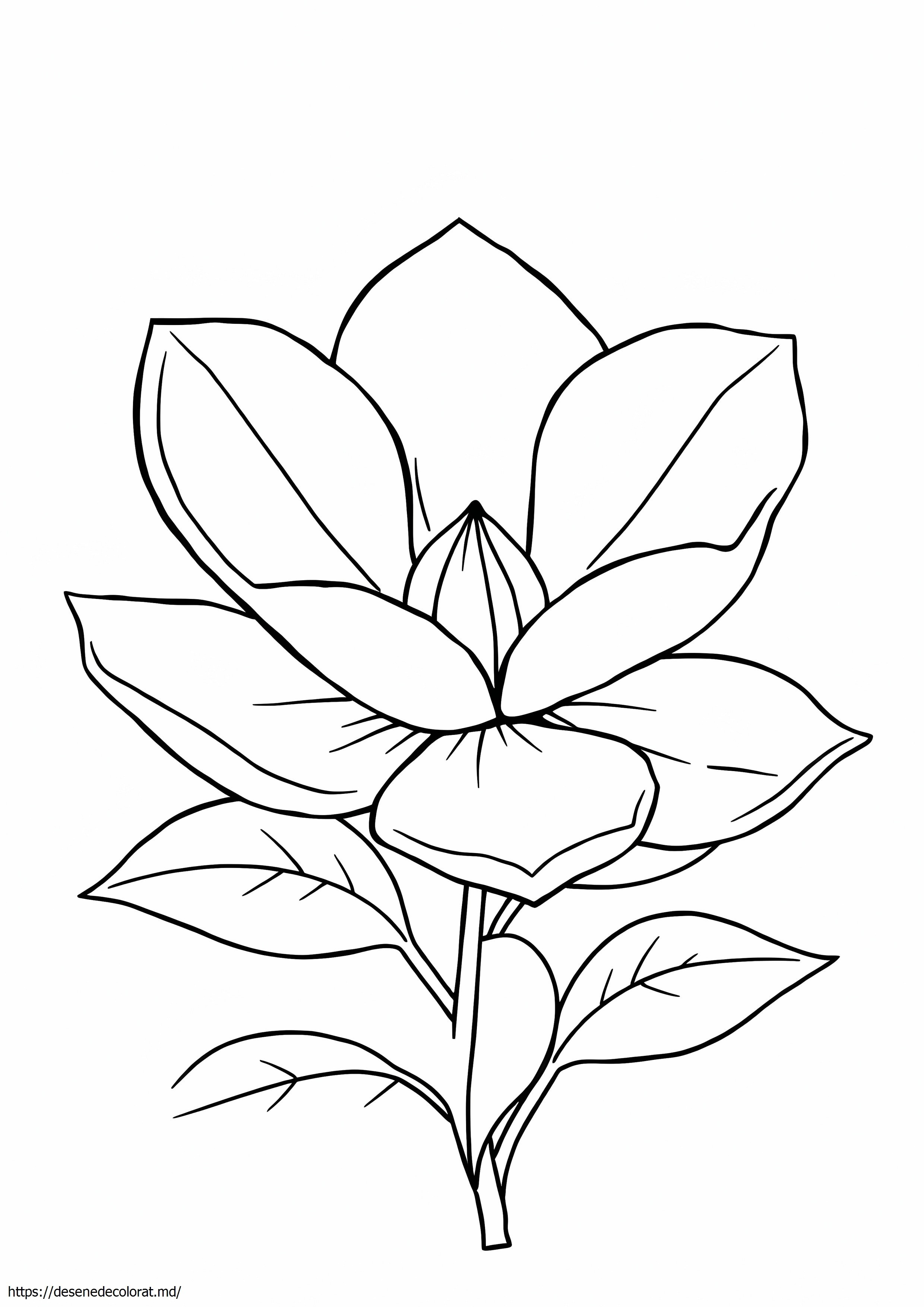 Magnolie