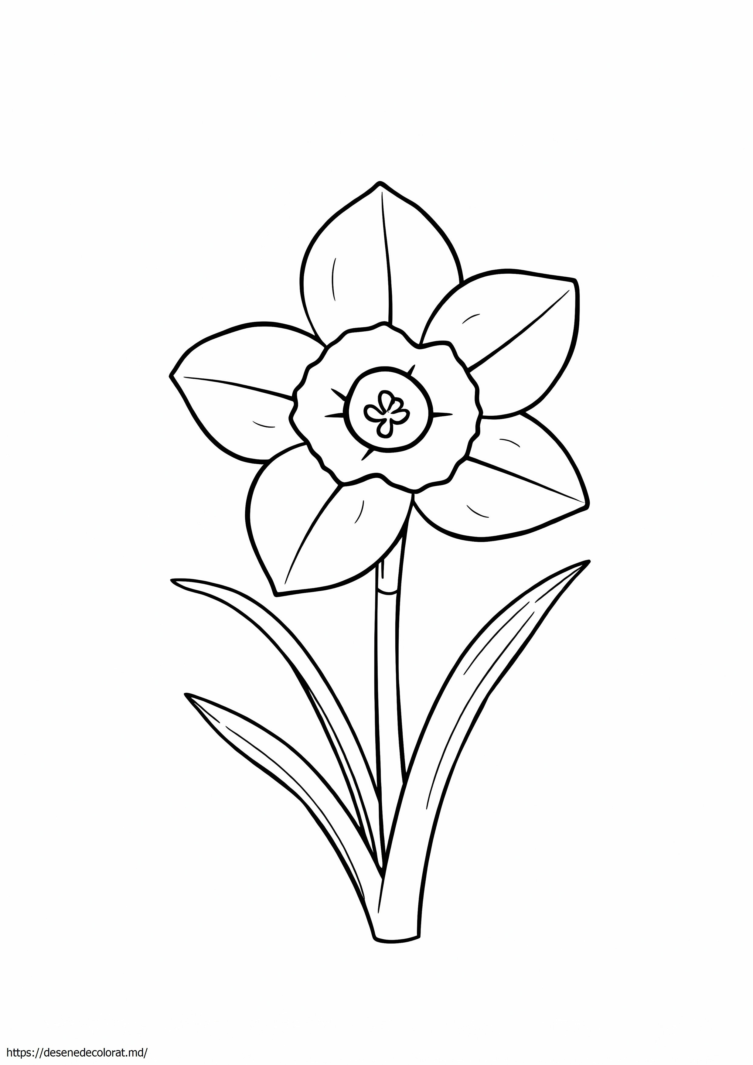 Narcisa