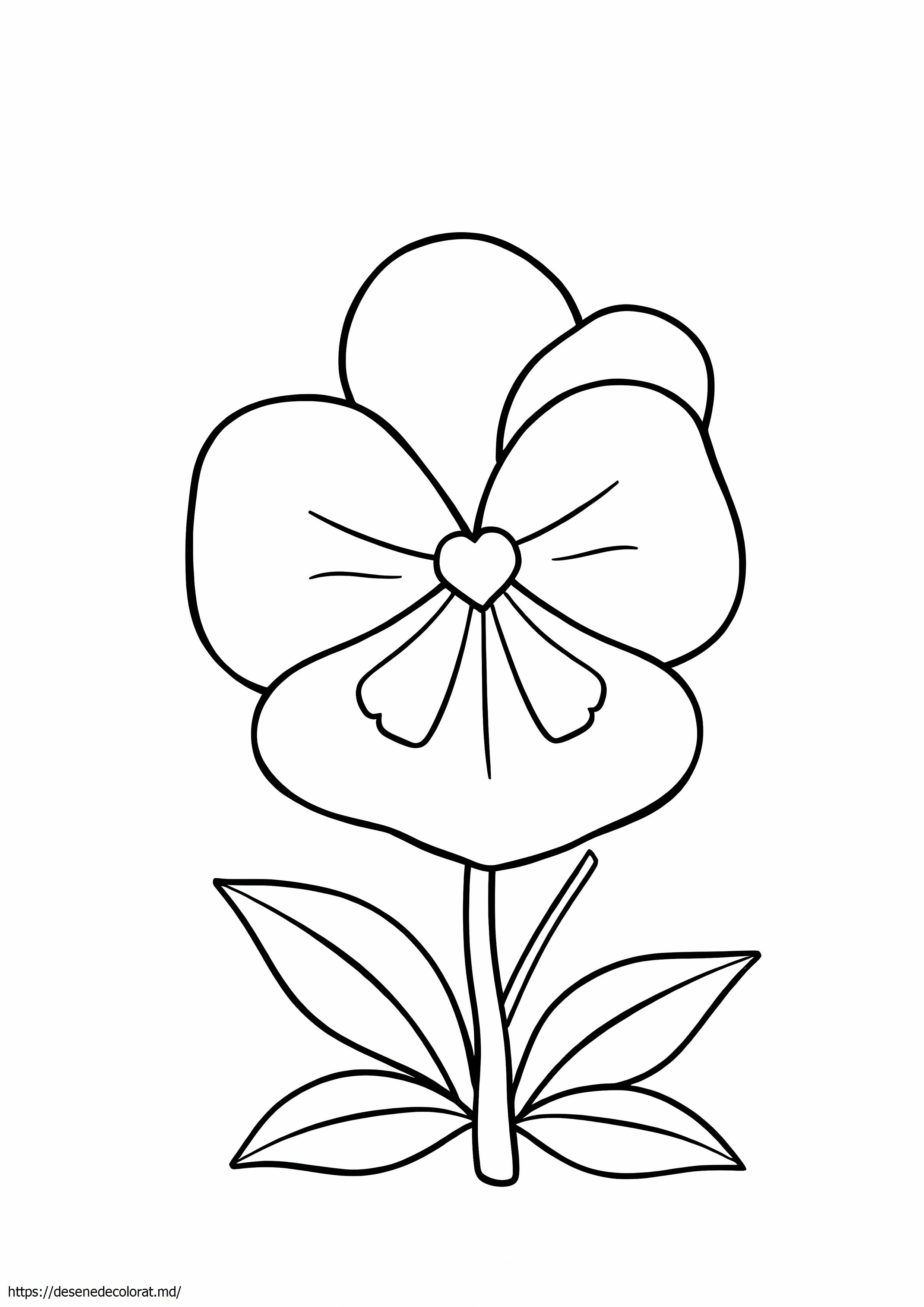 Floare de panseluță
