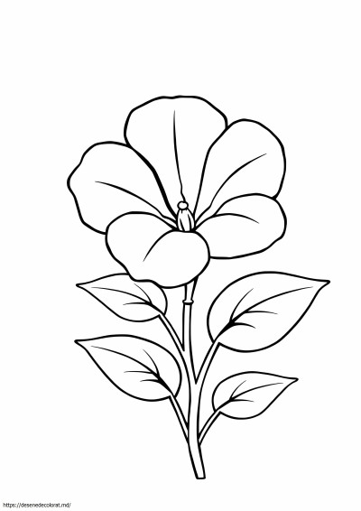 Petunie