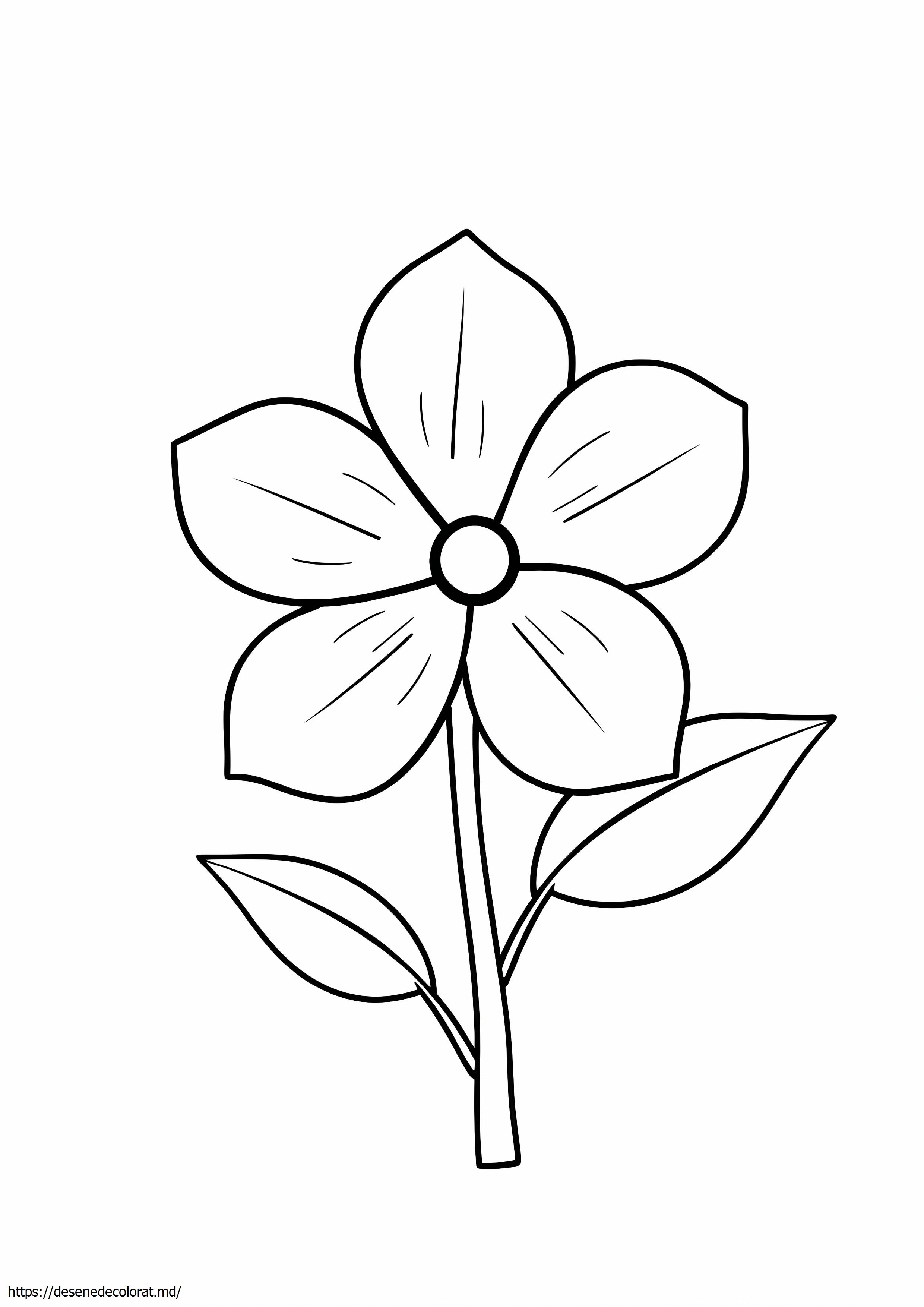 Plumeria