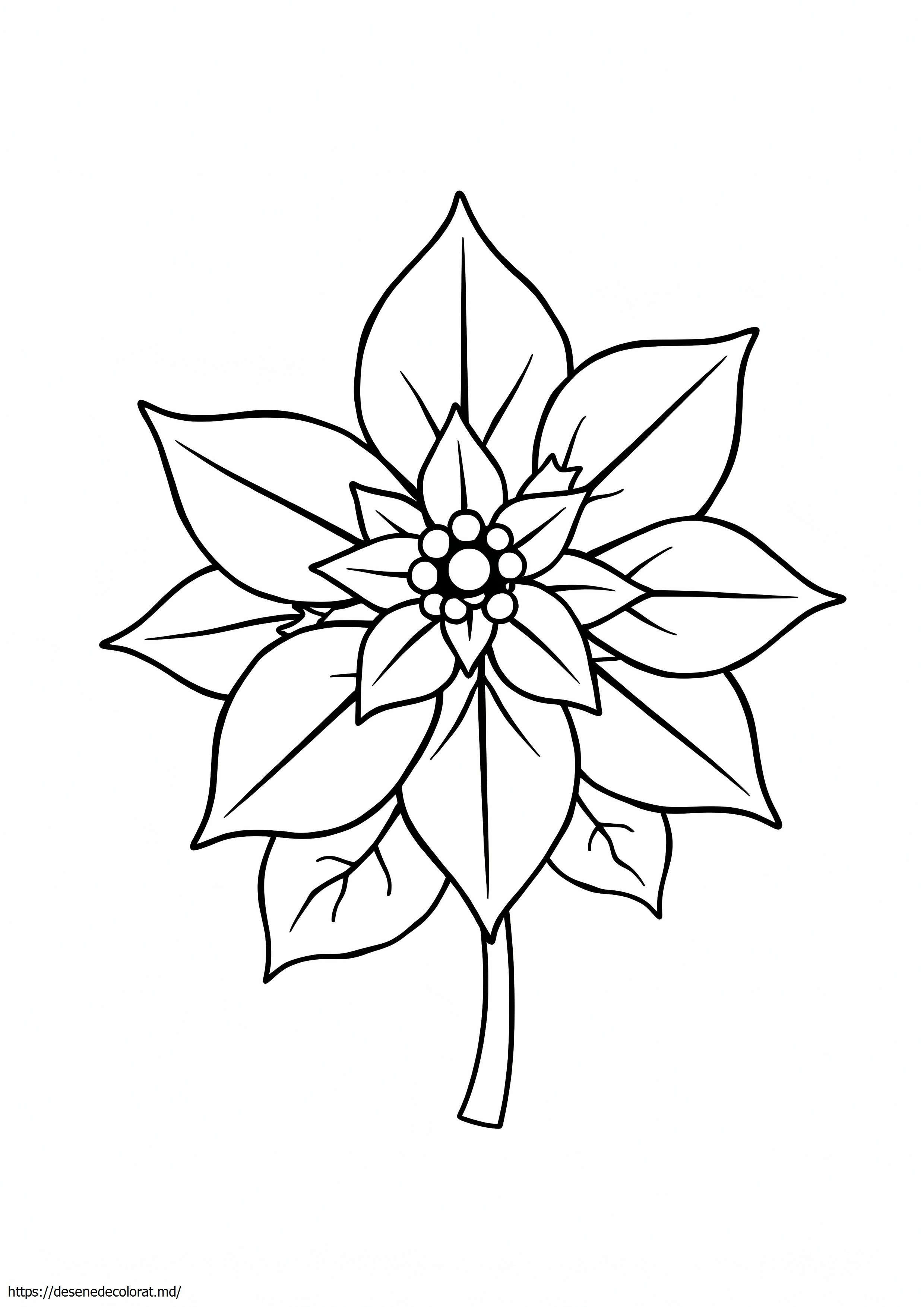Poinsetta