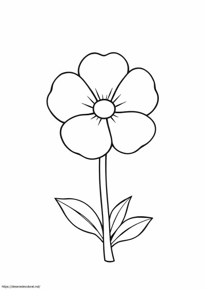 Primula