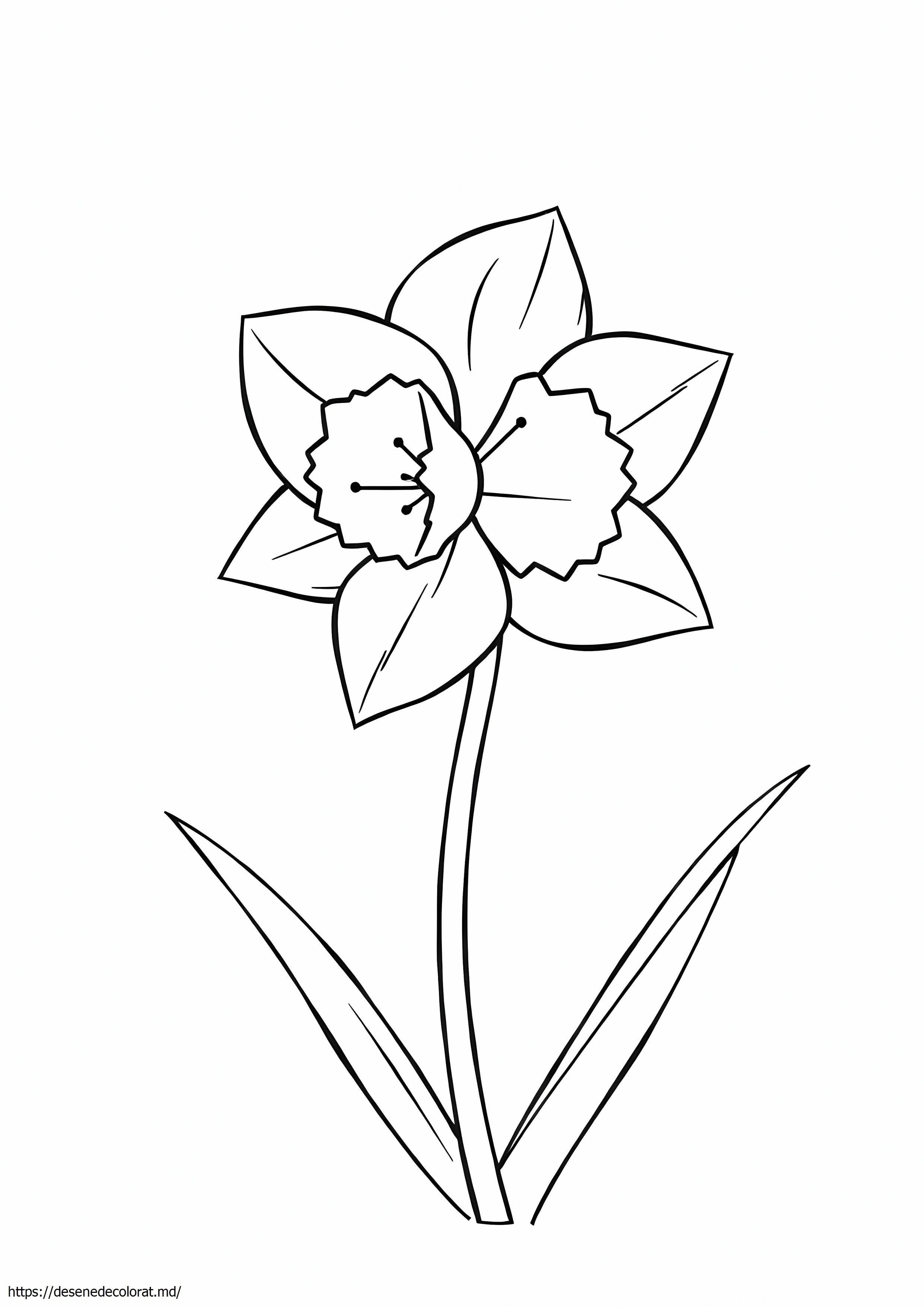 Narcisa simpla