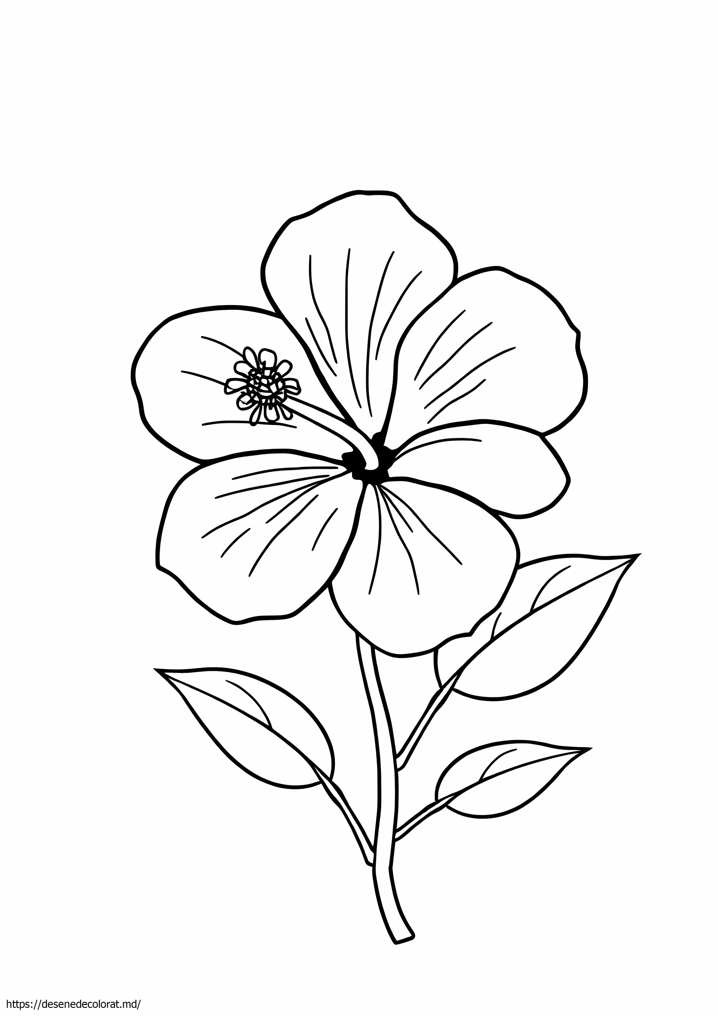 Hibiscus simplu