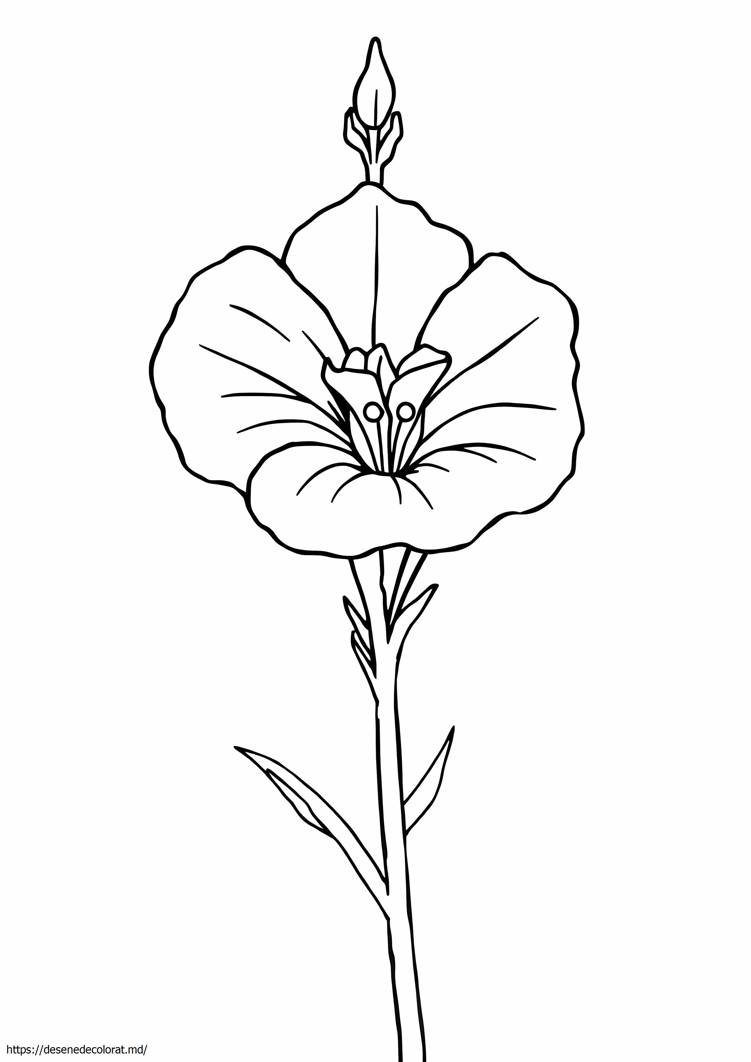 Mucusul