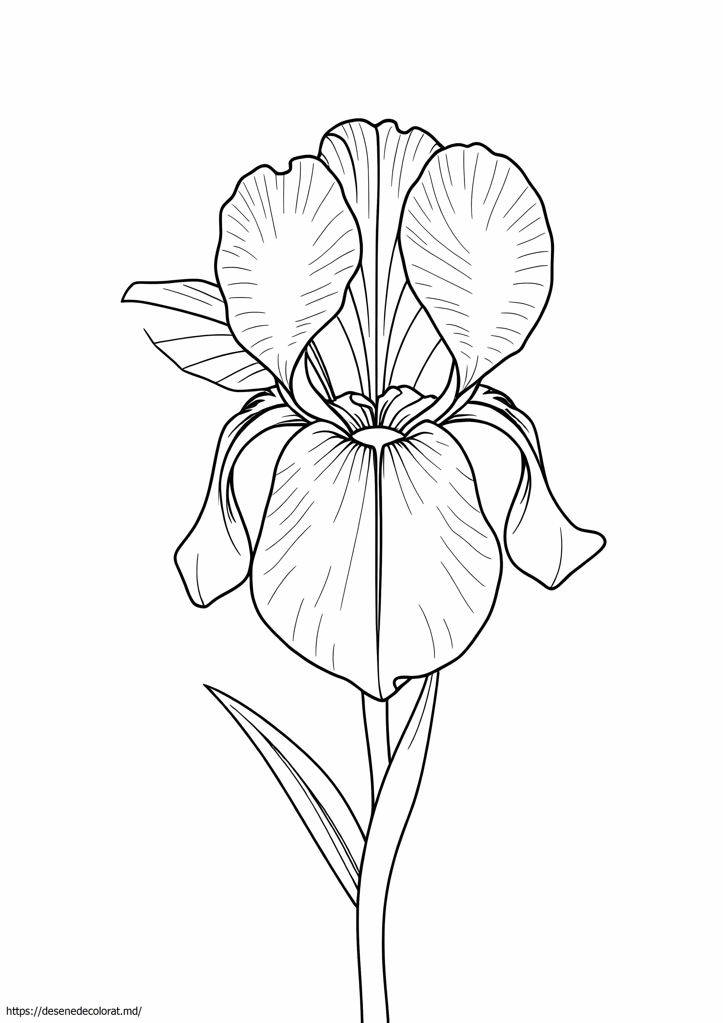 Floare de iris realistă