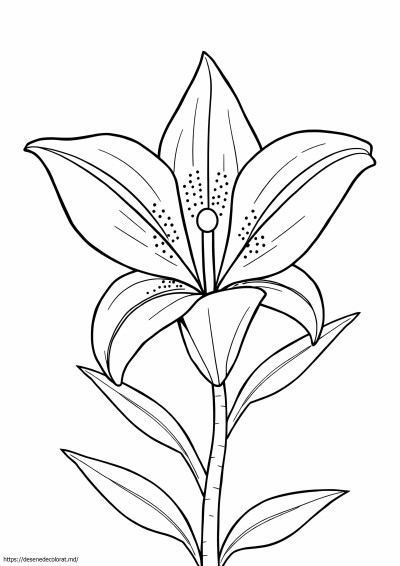 Crinul stelelor