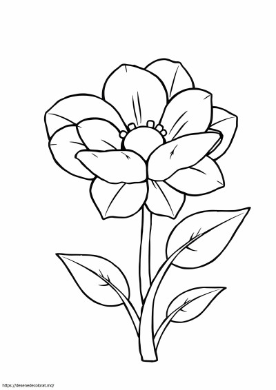 Flori