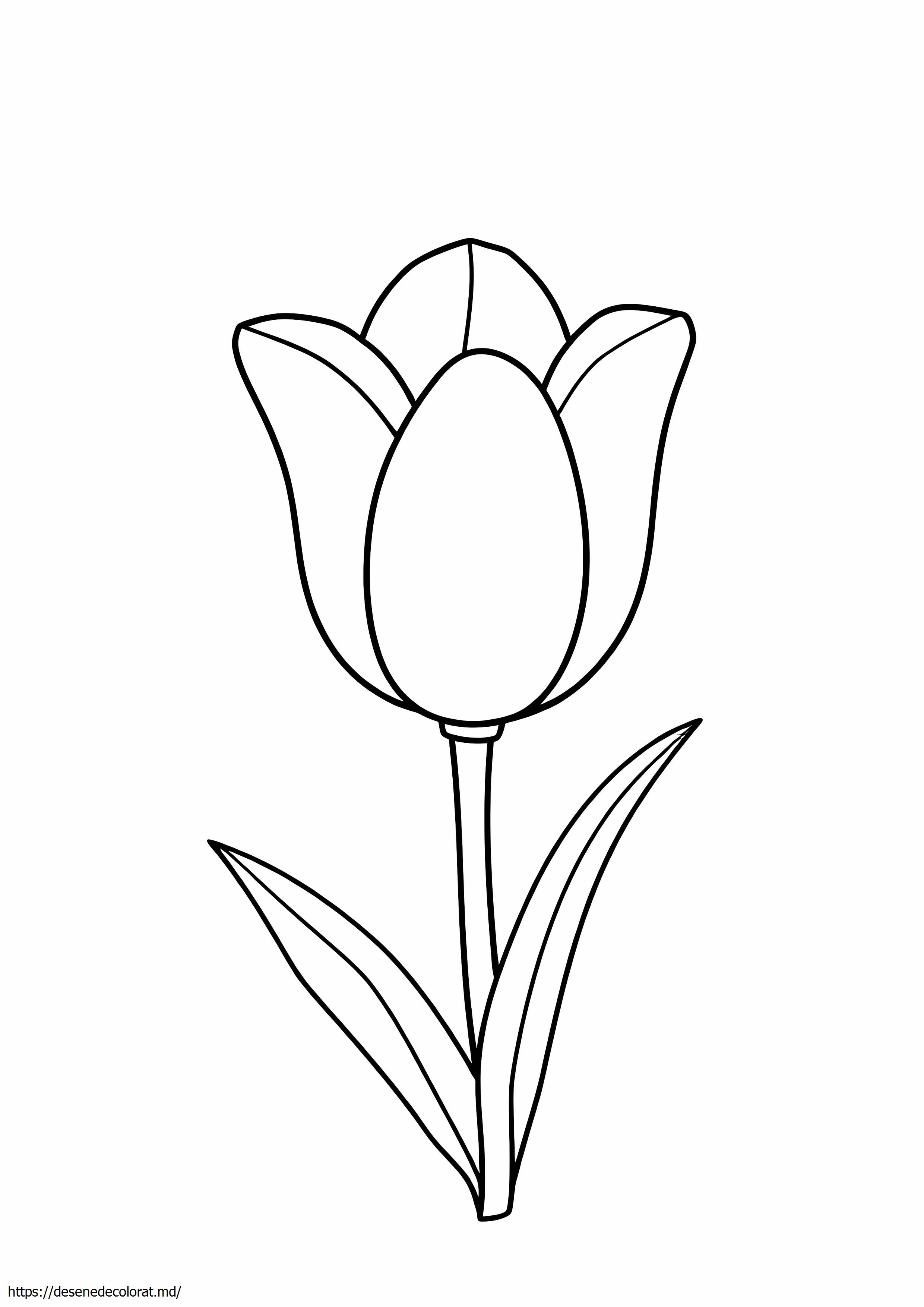 Desenând lalea simplă