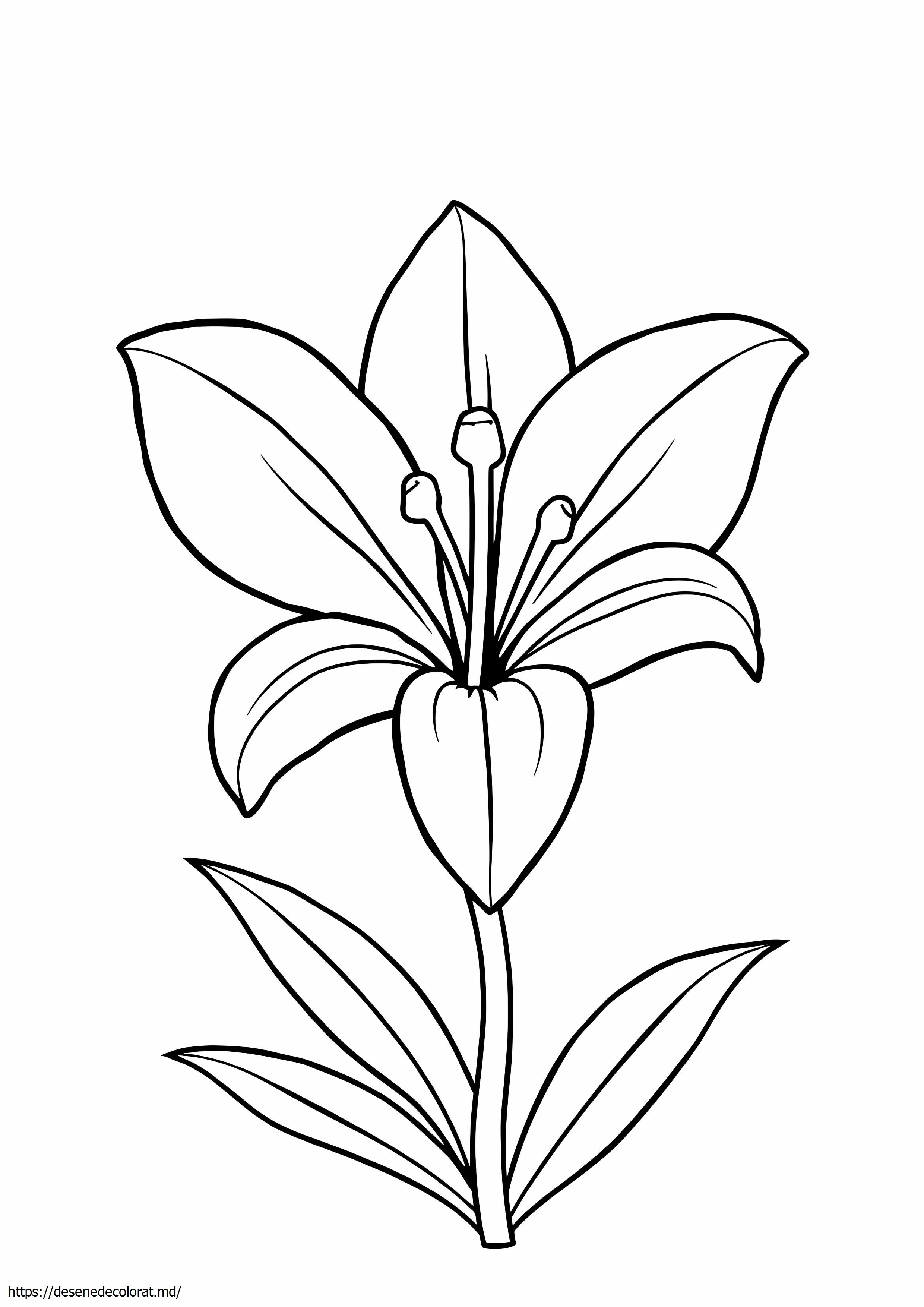 Floare de crin ușor