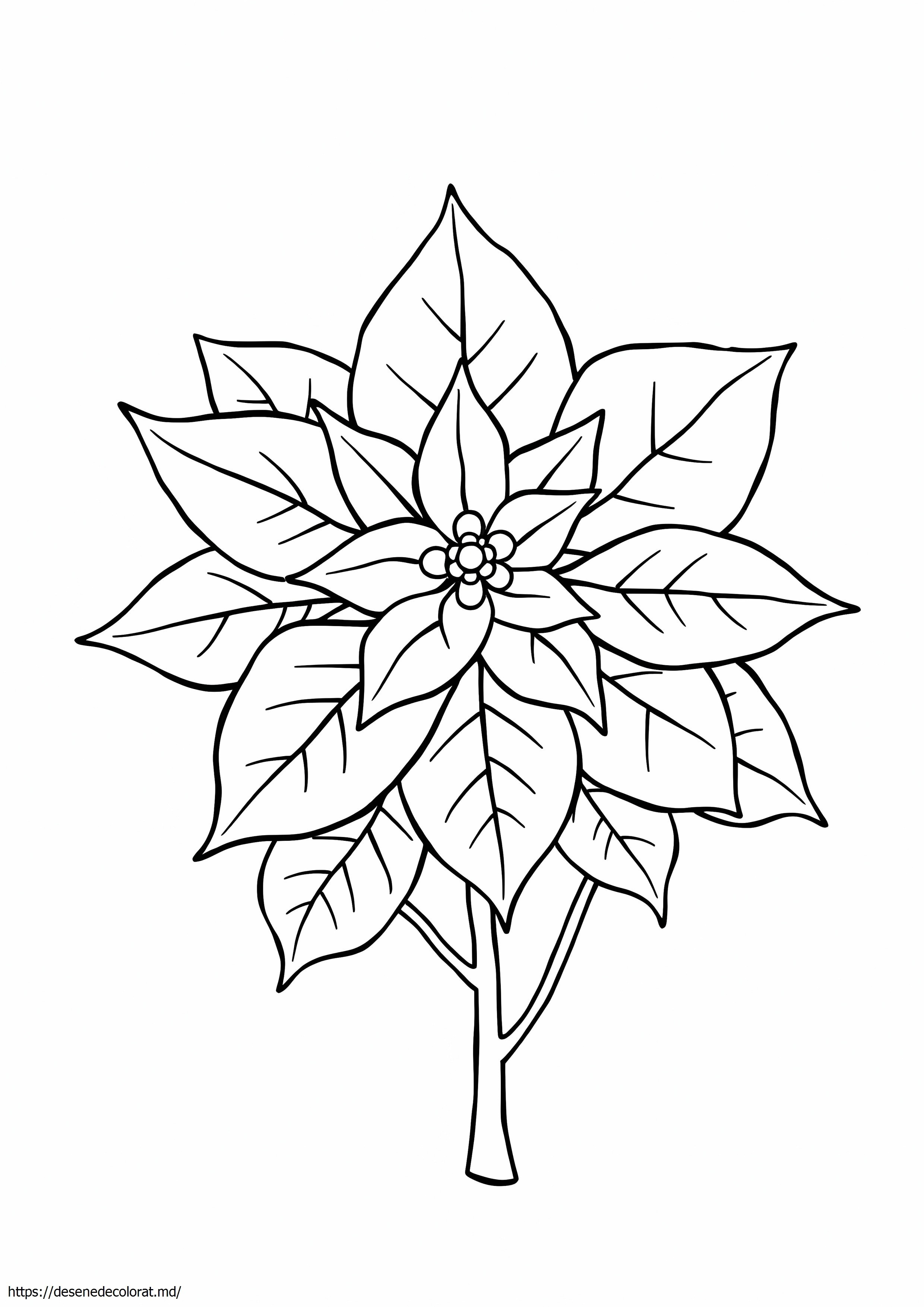 Poinsettia
