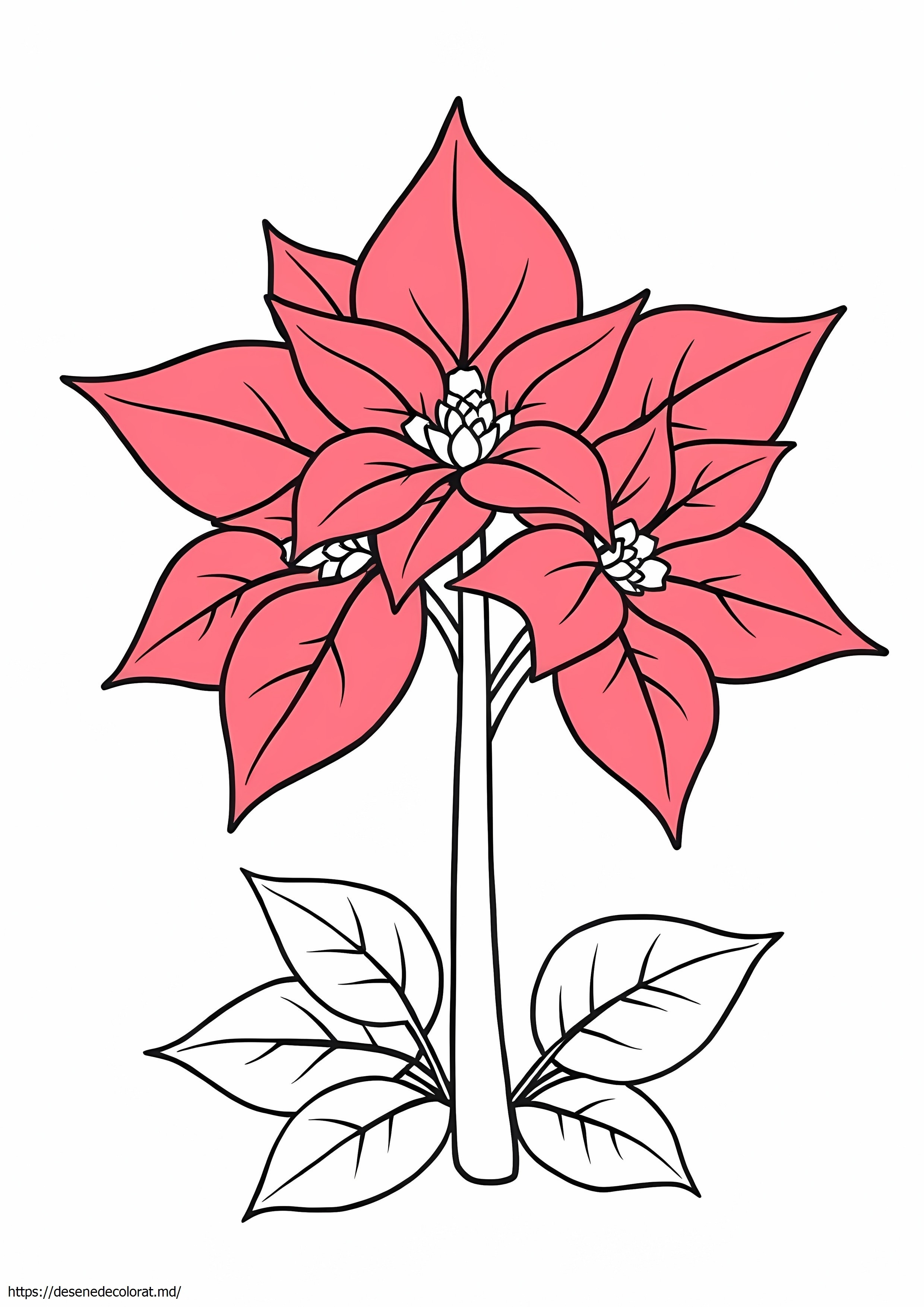 Poinsettias
