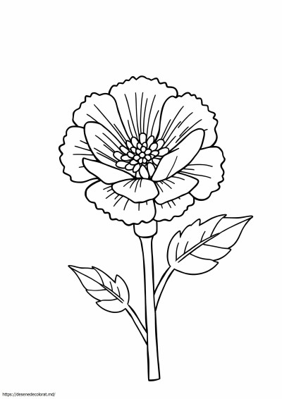 Garoafa simpla